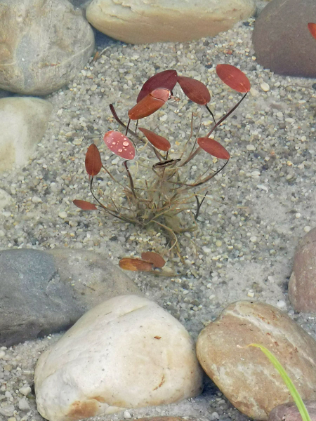 Preview: Potamogeton natans - schwimmendes Laichkraut